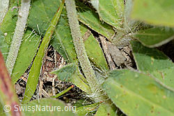 Foto: Langhaariges Habichtskraut (Hieracium pilosella)