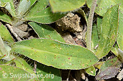 Foto: Langhaariges Habichtskraut (Hieracium pilosella)