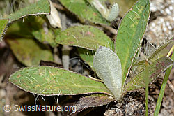 Foto: Langhaariges Habichtskraut (Hieracium pilosella)