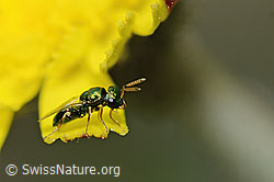 Erzwespe aus der Familie Pteromalidae auf Blume (C225152) Erzwespe aus der Familie Pteromalidae auf Blume (C225152)