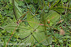 Mittlerer Wegerich (Plantago media) (C225232) Mittlerer Wegerich (Plantago media) (C225232)