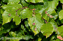 Foto: Pflanzengallen der Buchengallmücke (Mikiola fagi) an Rotbuche (Fagus sylvatica)