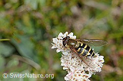 Behaarte Schwebfliege (Syrphus torvus)