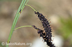 Schlaffe Segge (Carex flacca) (30.05.2022, C225334)