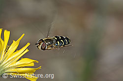 Mondfleck-Feldschwebfliege (Eupeodes luniger) auf Blume (C225339) Mondfleck-Feldschwebfliege (Eupeodes luniger) auf Blume (C225339)