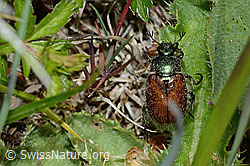 C225372: Gartenlaubkäfer (Phyllopertha horticola)
