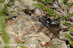 Bellardia viarum (Schmeissfliege) (C225376) Bellardia viarum (Schmeissfliege) (C225376)