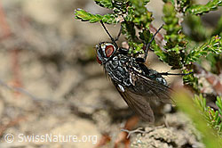 Bellardia viarum (Schmeissfliege) (C225385) Bellardia viarum (Schmeissfliege) (C225385)