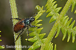 C225397: Gartenlaubkäfer (Phyllopertha horticola) auf Farn