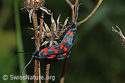 Foto: Gewöhnliche Widderchen (Zygaena filipendulae)