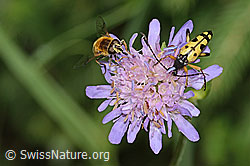 Foto: Gefleckter Schmalbock (Rutpela maculata) auf Wald-Witwenblume (Knautia dipsacifolia)