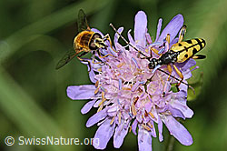 Foto: Gefleckter Schmalbock (Rutpela maculata) auf Wald-Witwenblume (Knautia dipsacifolia)