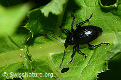 Schwarzbeiniger Dickmaulrüssler (Otiorhynchus morio) (C229569) Schwarzbeiniger Dickmaulrüssler (Otiorhynchus morio) (C229569)