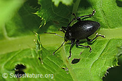 Schwarzbeiniger Dickmaulrüssler (Otiorhynchus morio) (C229573) Schwarzbeiniger Dickmaulrüssler (Otiorhynchus morio) (C229573)