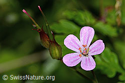 Ruprechtskraut (Geranium robertianum) (C229625) Ruprechtskraut (Geranium robertianum) (C229625)