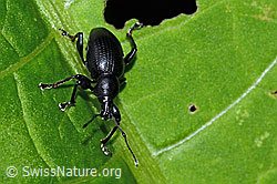 Schwarzbeiniger Dickmaulrüssler (Otiorhynchus morio) (C229632) Schwarzbeiniger Dickmaulrüssler (Otiorhynchus morio) (C229632)