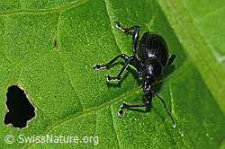 Schwarzbeiniger Dickmaulrüssler (Otiorhynchus morio) (C229633) Schwarzbeiniger Dickmaulrüssler (Otiorhynchus morio) (C229633)