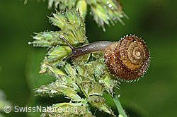 Foto: Seidenhaarschnecke (Trochulus sericeus)