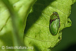 Distelschildkäfer (Cassida rubiginosa) (C229650) Distelschildkäfer (Cassida rubiginosa) (C229650)