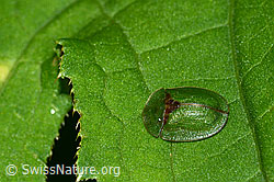 Distelschildkäfer (Cassida rubiginosa) (C229655) Distelschildkäfer (Cassida rubiginosa) (C229655)