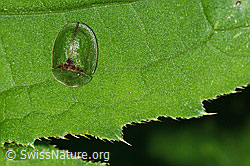 Distelschildkäfer (Cassida rubiginosa) (C229656) Distelschildkäfer (Cassida rubiginosa) (C229656)