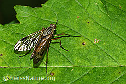 Gemeine Schnepfenfliege (Rhagio scolopaceus) (C229686) Gemeine Schnepfenfliege (Rhagio scolopaceus) (C229686)