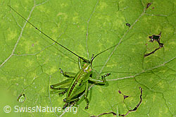 Grünes Heupferd (Tettigonia viridissima) (C229708) Grünes Heupferd (Tettigonia viridissima) (C229708)