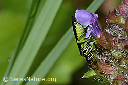 Foto: Grünschwarze Blattwespe (Tenthredo mesomela) an Gemeiner Brunelle (Prunella vulgaris)