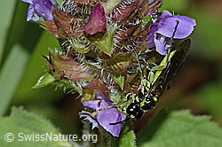Foto: Grünschwarze Blattwespe (Tenthredo mesomela) an Gemeiner Brunelle (Prunella vulgaris)