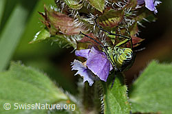Foto: Grünschwarze Blattwespe (Tenthredo mesomela) an Gemeiner Brunelle (Prunella vulgaris)