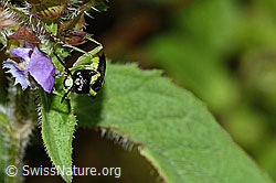 Foto: Grünschwarze Blattwespe (Tenthredo mesomela) an Gemeiner Brunelle (Prunella vulgaris)