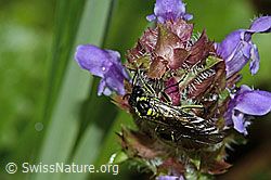 Foto: Grünschwarze Blattwespe (Tenthredo mesomela) an Gemeiner Brunelle (Prunella vulgaris)