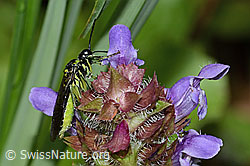 Foto: Grünschwarze Blattwespe (Tenthredo mesomela) an Gemeiner Brunelle (Prunella vulgaris)