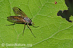 Gemeine Schnepfenfliege (Rhagio scolopaceus) (C229815) Gemeine Schnepfenfliege (Rhagio scolopaceus) (C229815)