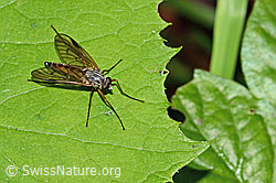 Gemeine Schnepfenfliege (Rhagio scolopaceus) (C229819) Gemeine Schnepfenfliege (Rhagio scolopaceus) (C229819)