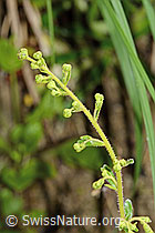 Foto: Safrangelber Steinbrech (Saxifraga mutata)