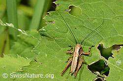 Gewöhnliche Strauchschrecke (Pholidoptera griseoaptera) (C229895) Gewöhnliche Strauchschrecke (Pholidoptera griseoaptera) (C229895)