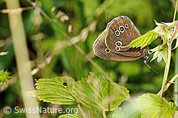 C229922: Brauner Waldvogel (Aphantopus hyperantus)