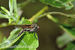 Gewürfelte Tanzfliege (Empis tesselata) (C229948) Gewürfelte Tanzfliege (Empis tesselata) (C229948)