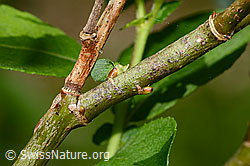 Graue-Weide (Salix cinerea) (C229959) Graue-Weide (Salix cinerea) (C229959)