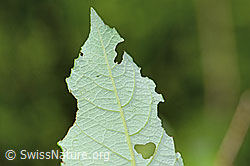 Graue-Weide (Salix cinerea) (C229960) Graue-Weide (Salix cinerea) (C229960)