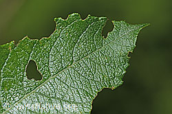 Graue-Weide (Salix cinerea) (C229961) Graue-Weide (Salix cinerea) (C229961)