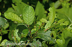 Graue-Weide (Salix cinerea) (C229962) Graue-Weide (Salix cinerea) (C229962)