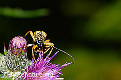 Gefleckter Schmalbock (Rutpela maculata) auf Sumpf-Kratzdistel (Cirsium palustre) (C230790) Gefleckter Schmalbock (Rutpela maculata) auf Sumpf-Kratzdistel (Cirsium palustre) (C230790)