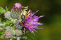 Gefleckter Schmalbock (Rutpela maculata) auf Sumpf-Kratzdistel (Cirsium palustre) (C230791) Gefleckter Schmalbock (Rutpela maculata) auf Sumpf-Kratzdistel (Cirsium palustre) (C230791)