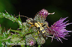 Gefleckter Schmalbock (Rutpela maculata) auf Sumpf-Kratzdistel (Cirsium palustre) (03.07.2022, C230795)