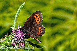Weissbindiger Mohrenfalter (Erebia ligea) auf Sumpf-Kratzdistel (Cirsium palustre) (C230804) Weissbindiger Mohrenfalter (Erebia ligea) auf Sumpf-Kratzdistel (Cirsium palustre) (C230804)