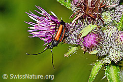 Kleiner Schmalbock (Stenurella melanura) auf Sumpf-Kratzdistel (Cirsium palustre) (03.07.2022, C230809)