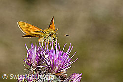 Rostfarbiger Dickkopffalter (Ochlodes sylvanus) auf Sumpf-Kratzdistel (Cirsium palustre) (C230814) Rostfarbiger Dickkopffalter (Ochlodes sylvanus) auf Sumpf-Kratzdistel (Cirsium palustre) (C230814)