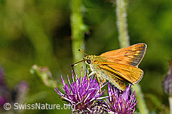 Rostfarbiger Dickkopffalter (Ochlodes sylvanus) auf Sumpf-Kratzdistel (Cirsium palustre) (C230816) Rostfarbiger Dickkopffalter (Ochlodes sylvanus) auf Sumpf-Kratzdistel (Cirsium palustre) (C230816)